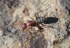 Camponotus feae