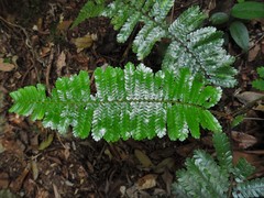 Sphaeropteris squamulata