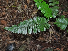 Sphaeropteris squamulata