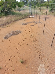 Sylvicapra grimmia