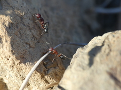 Camponotus feae