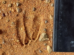 Sylvicapra grimmia