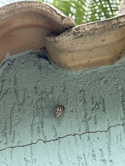 Drymaeus papyraceus