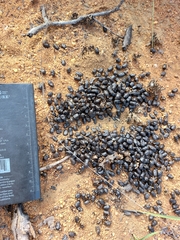 Sylvicapra grimmia