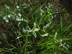 Bothriospermum secundum