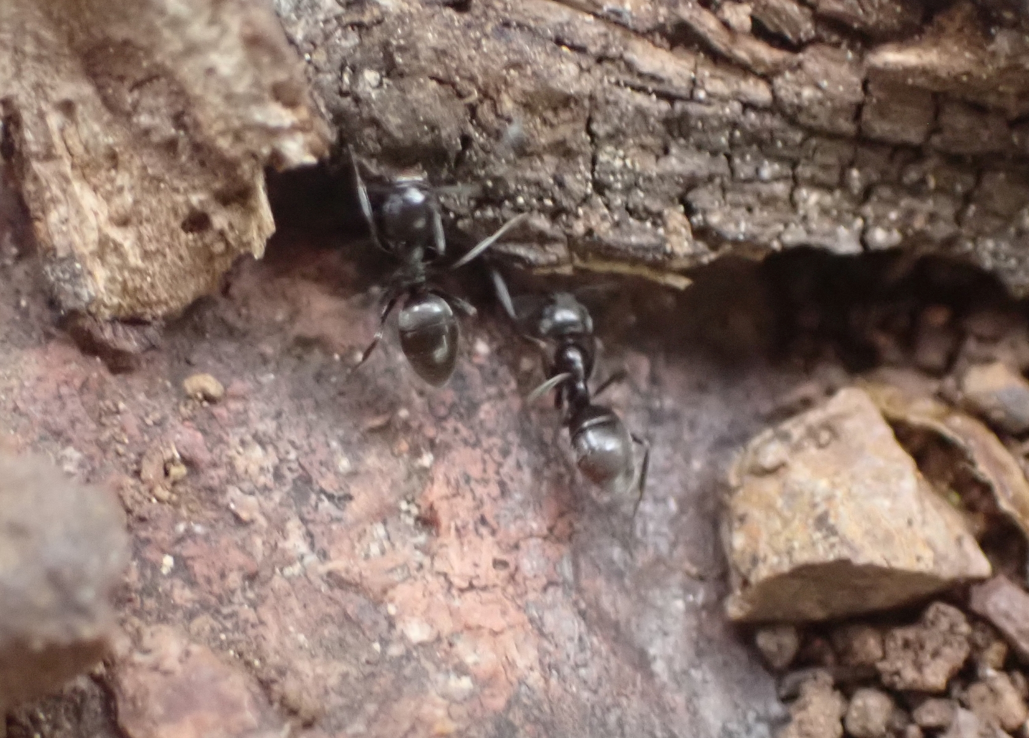 Tapinoma festae