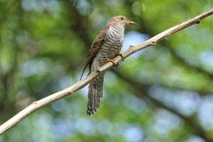 Cacomantis variolosus sepulcralis