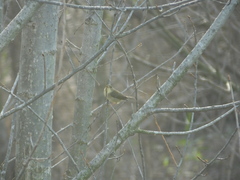 Phylloscopus fuscatus