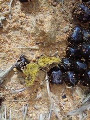 Sylvicapra grimmia