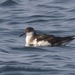 Manx Shearwater - Photo (c) Jason Forbes, some rights reserved (CC BY-NC-ND)