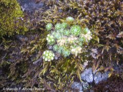 Draba aretioides
