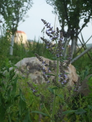 Salvia plebeia