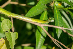 Leptophis ahaetulla marginatus