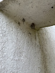 Drymaeus papyraceus