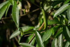 Leptophis ahaetulla marginatus