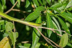 Leptophis ahaetulla marginatus