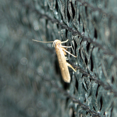 Helcystogramma triannulella