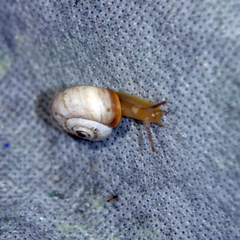 Xeropicta derbentina