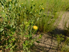 Grindelia cabrerae
