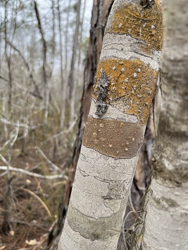 Photo of Grizzled Mantis (Gonatista grisea)
