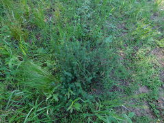 Phyllanthus ramillosus