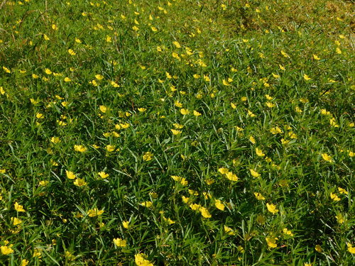 large-flowered primrose-willow