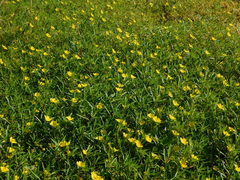 Ludwigia grandiflora grandiflora