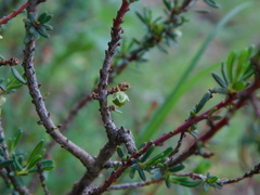 Phyllanthus ramillosus