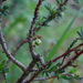 Phyllanthus ramillosus - Photo (c) Eduardo Alfredo, algunos derechos reservados (CC BY-NC), subido por Eduardo Alfredo