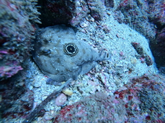 Diplobatis ommata