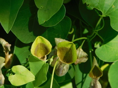 Aristolochia argentina