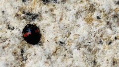 Coelophora biplagiata