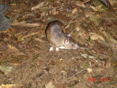 Soft-Spined Atlantic Spiny-Rat photo 2