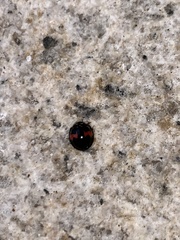 Coelophora biplagiata