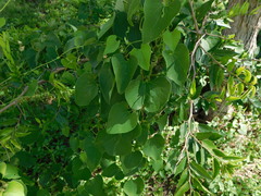 Aristolochia argentina
