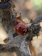 Coccinella septempunctata