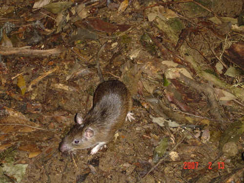 Atlantic Spiny Rat (Trinomys dimidiatus) — Least Concern Mammalia