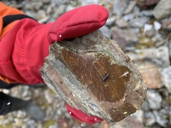 Perimylops antarcticus