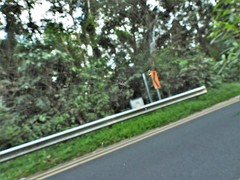 Gasteracantha doriae