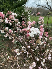 Viburnum