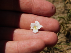 Nierembergia rigida
