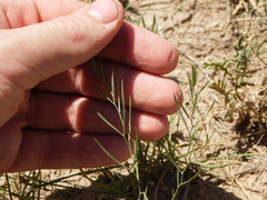 Nierembergia rigida