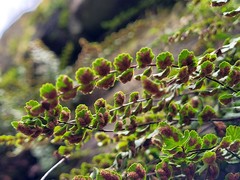 Asplenium trichomanes