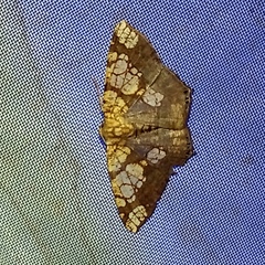 Nematocampa completa