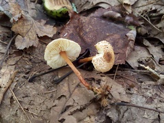 Lepiota boudieri