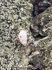 Drymaeus papyraceus
