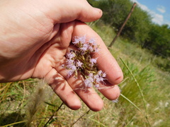 Chromolaena arnottiana