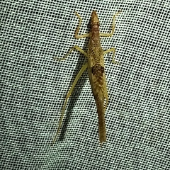 Neoxabea cerrojesusensis