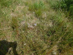 Chromolaena arnottiana