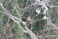 Cardinalis cardinalis